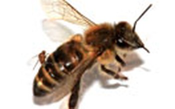 Ruồi ký sinh biến ong thành thây ma