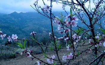 Sắc đào Tây Bắc