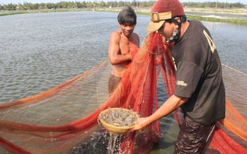 Tôm nuôi chết bất thường