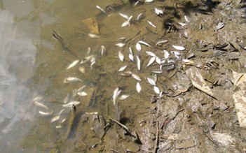Cá chết đầy sông Vàm Cỏ Đông