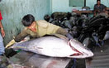Nguy cơ mất thương hiệu cá ngừ đại dương