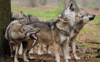 Bầy sói giết nhân viên vườn thú
