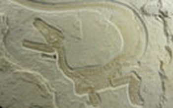 Hóa thạch tuyệt đẹp về khủng long sóc