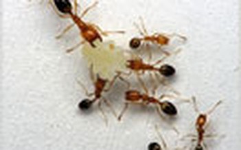 Bài học từ loài kiến