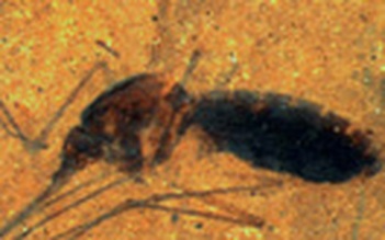 'Dạ tiệc' 46 triệu năm trong bụng muỗi