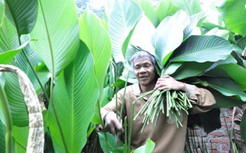 Tuấn Dị khấm khá nhờ lá dong, quả sấu