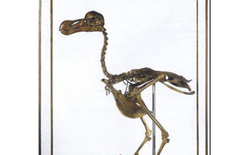 Đấu giá xương của loài chim Dodo