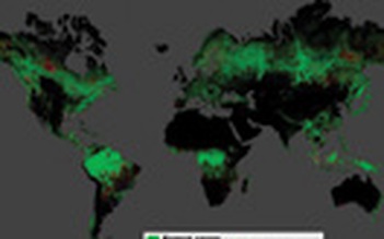 Vệ tinh giám sát thảm họa mất rừng