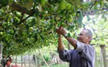 Nông sản táo và tỏi Ninh Thuận được bảo hộ nhãn hiệu