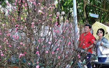 TP.HCM rực rỡ hoa đào