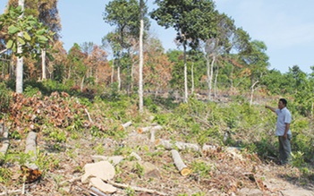 Bắt quả tang một vụ phá gần 10 ha rừng