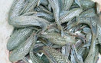 Cá lau kính nhiều bất thường ở Bạc Liêu