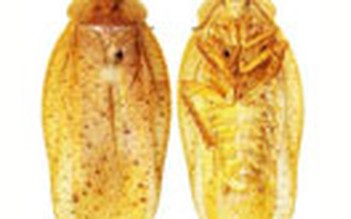 Thêm 3 loài gián mới