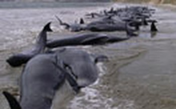 Phát hiện mới về hiện tượng cá heo mắc cạn