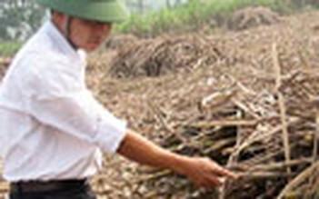 Hàng trăm tấn mía bỏ khô ở Thanh Hóa