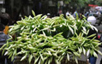 Hoa loa kèn trắng phố Hà Nội