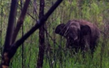 Vẫn chưa thể giải cứu voi rừng mắc bẫy