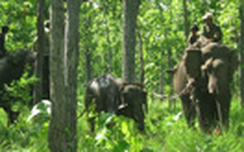 Bắt giữ được voi rừng mắc bẫy, đưa về chữa trị