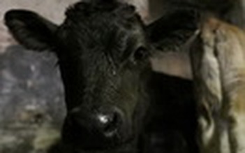 Nhật Bản rúng động vụ tín dụng đen thịt bò