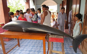 Cá voi mắc cạn tại bờ biển Quảng Ngãi