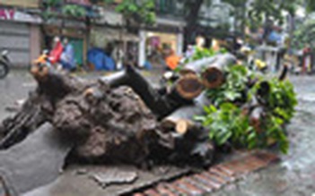 Mưa to ở Hà Nội, cây ngã đè chết 1 người