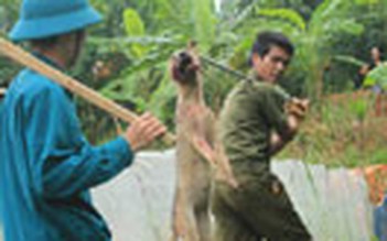 Vụ chó dại cắn người ở Bắc Sơn: Dứt khoát tiêu diệt chó thả rông