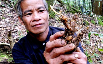 Cung ứng sâm giống Ngọc Linh chất lượng cao