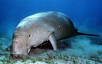 Những sát thủ dugong cuối cùng