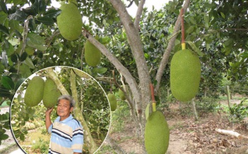 Làm giàu từ cây mít