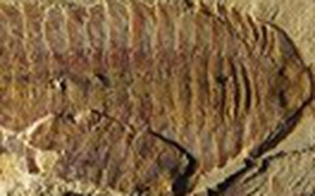 Hóa thạch cổ nhất của sinh vật có hệ tuần hoàn