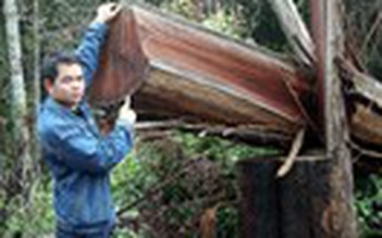 Rừng xung quanh khu du lịch sinh thái Măng Đen bị tàn phá