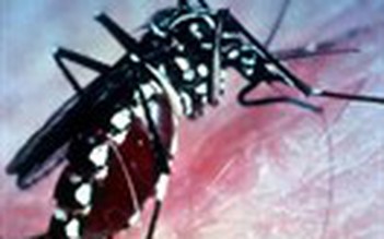 Chống bệnh sốt dengue bằng muỗi biến đổi gien