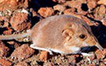 Loài thú mới ở Namibia