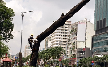 TP.HCM: Những cây cổ thụ cuối cùng trên đường Nguyễn Huệ bị đốn hạ