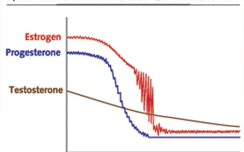 Sự hài hòa kỳ diệu của bộ hormone nữ