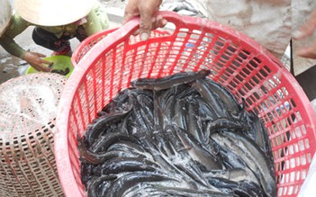 Điêu đứng do thức ăn cho cá kém chất lượng