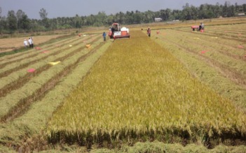 Gỡ khó để phát triển 'cánh đồng liên kết'