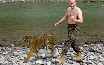 Hổ 'cưng' của Putin vượt biên sang Trung Quốc