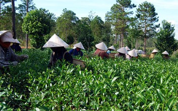 Hương trà trên cao nguyên Lâm Đồng