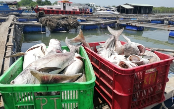 Hơn 40 tấn cá nuôi lồng bè chết ở Vũng Tàu