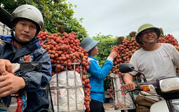 Giá vải thiều kỷ lục, nhà vườn Bắc Giang thắng lớn