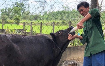 Quảng Ngãi: Lo ngại lây lan cao bệnh viêm da nổi cục trên đàn bò