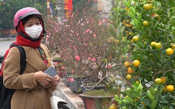 Đào, quất ngập phố Hà Nội, người bán ngán ngẩm: 'Tết mà như thế này quá chán'