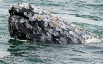 Cá voi xám lập kỷ lục với hành trình bơi hơn 22.500 km