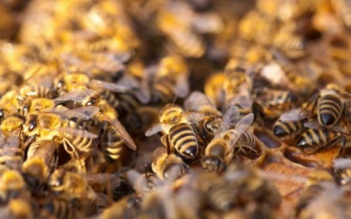 May mắn sống sót sau khi bị bầy ong đốt gần 1.000 mũi