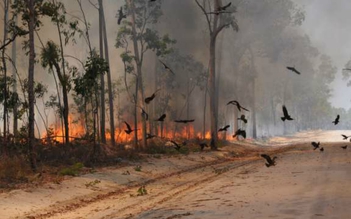 Thủ phạm lây lan cháy rừng tại Úc: chim ăn thịt