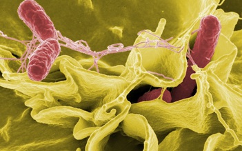 Báo động nhiễm khuẩn salmonella chưa rõ nguồn gốc tại Mỹ