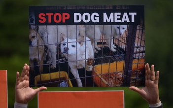 Tổng thống Hàn Quốc cân nhắc cấm thịt chó