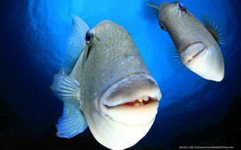 Những bức ảnh động vật hài hước nhất năm 2022