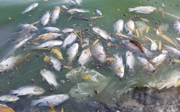 Cá chết trắng hồ điều hòa Phương Lưu bốc mùi hôi tanh: Khẩn trương xử lý